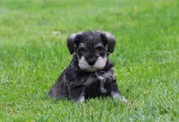 Stetson, a male Miniature Schnauzer for sale in Sugarcreek, OH – 2 of 8