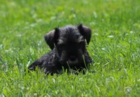 Lil Debbie, a female Miniature Schnauzer for sale in Sugarcreek, OH – 3 of 7