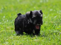 Lil Debbie, a female Miniature Schnauzer for sale in Sugarcreek, OH – 5 of 7