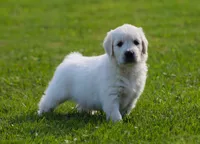 Riley, a male English Cream Golden Retriever for sale in Sugarcreek, OH – 2 of 4