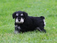 Elsa, a female Miniature Schnauzer for sale in Sugarcreek, OH – 3 of 8