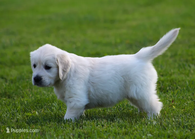 Daisy  – English Cream Golden Retriever puppy for sale in Sugarcreek, OH
