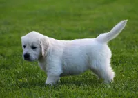 Daisy , a female English Cream Golden Retriever for sale in Sugarcreek, OH – 1 of 5