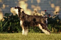 Katniss , a female Miniature Schnauzer for sale in Sugarcreek, OH – 8 of 8