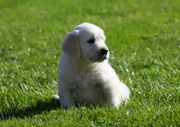 Lawrence , a male English Cream Golden Retriever for sale in Sugarcreek, OH – 4 of 6
