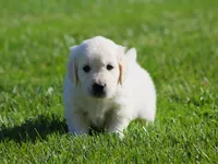 Lawrence , a male English Cream Golden Retriever for sale in Sugarcreek, OH – 3 of 6