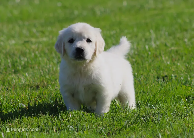 Lil Debbie  – English Cream Golden Retriever puppy for sale in Sugarcreek, OH
