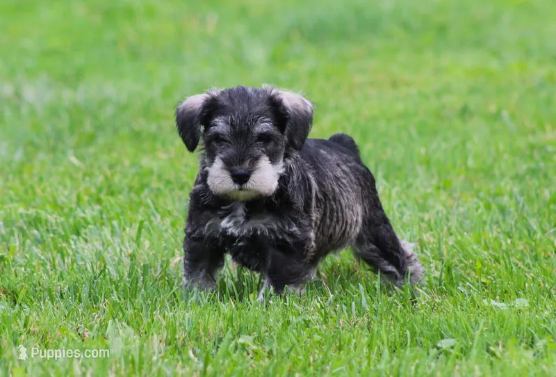 Stetson – Miniature Schnauzer puppy for sale in Sugarcreek, OH