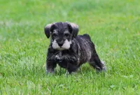 Stetson, a male Miniature Schnauzer for sale in Sugarcreek, OH – 1 of 8