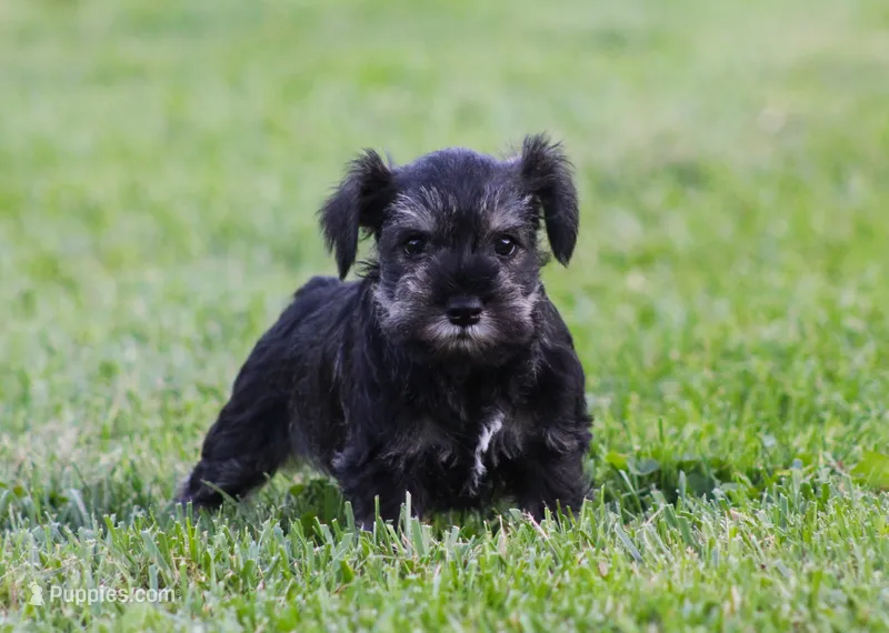Lil Debbie – Miniature Schnauzer puppy on hold in Sugarcreek, OH
