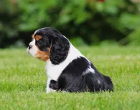 Roger, a male Cavalier King Charles Spaniel for sale in Sugarcreek, OH – 5 of 6