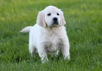 Katniss, a female English Cream Golden Retriever for sale in Sugarcreek, OH – 4 of 5