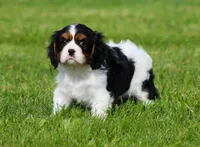 Daisy, a female Cavalier King Charles Spaniel for sale in Sugarcreek, OH – 3 of 4