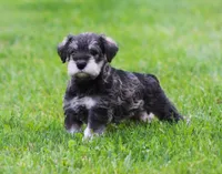 Katniss , a female Miniature Schnauzer for sale in Sugarcreek, OH – 7 of 8