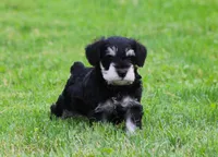 George , a male Miniature Schnauzer for sale in Sugarcreek, OH – 6 of 8