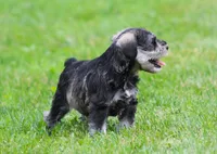 Stetson, a male Miniature Schnauzer for sale in Sugarcreek, OH – 7 of 8