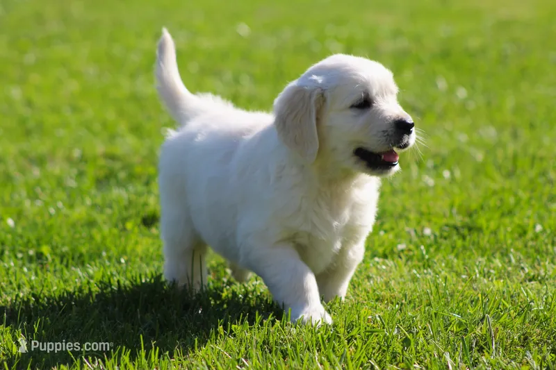 Lawrence  – English Cream Golden Retriever puppy for sale in Sugarcreek, OH