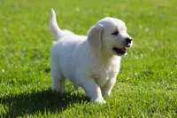 Lawrence , a male English Cream Golden Retriever for sale in Sugarcreek, OH – 1 of 6