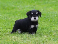Charlie , a male Miniature Schnauzer for sale in Sugarcreek, OH – 2 of 6