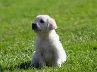 Lil Debbie , a female English Cream Golden Retriever for sale in Sugarcreek, OH – 3 of 6