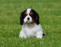 Sabrina, a female Cavalier King Charles Spaniel for sale in Sugarcreek, OH – 3 of 6