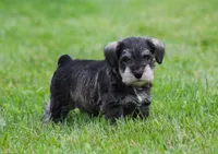 Stetson, a male Miniature Schnauzer for sale in Sugarcreek, OH – 3 of 8