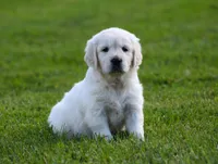 Lucy , a female English Cream Golden Retriever for sale in Sugarcreek, OH – 3 of 7