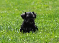 Lil Debbie, a female Miniature Schnauzer for sale in Sugarcreek, OH – 7 of 7