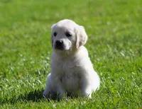 Lil Debbie , a female English Cream Golden Retriever for sale in Sugarcreek, OH – 4 of 6