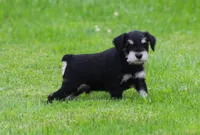Charlie , a male Miniature Schnauzer for sale in Sugarcreek, OH – 4 of 6