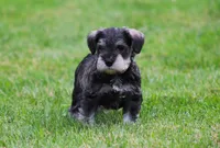 Stetson, a male Miniature Schnauzer for sale in Sugarcreek, OH – 6 of 8