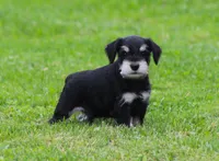 Charlie , a male Miniature Schnauzer for sale in Sugarcreek, OH – 5 of 6