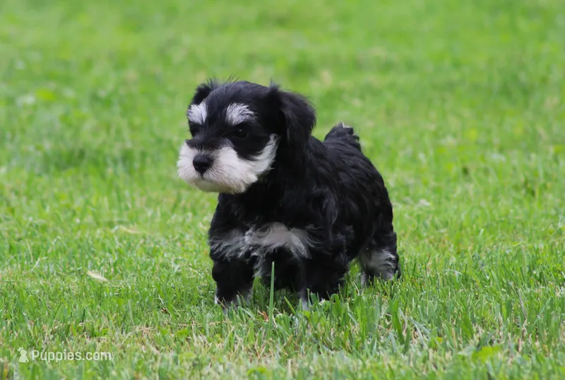 Elsa – Miniature Schnauzer puppy for sale in Sugarcreek, OH