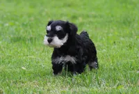 Elsa, a female Miniature Schnauzer for sale in Sugarcreek, OH – 1 of 8