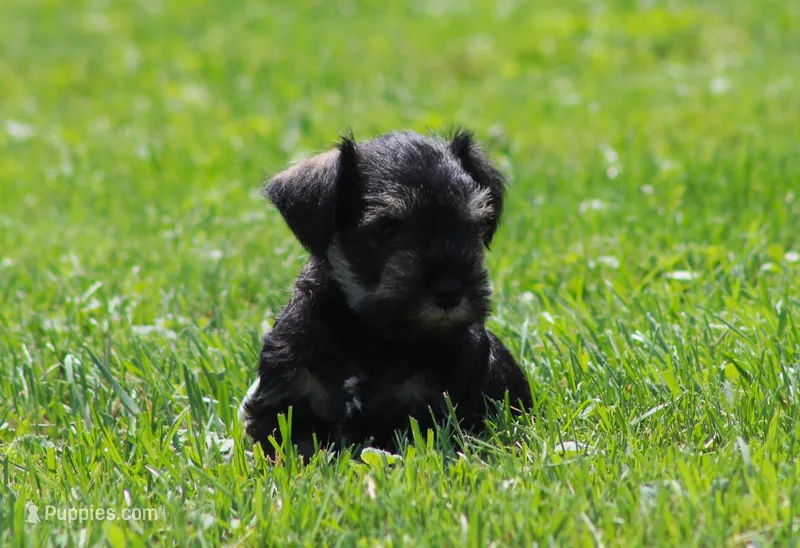 Lil Debbie – Miniature Schnauzer puppy for sale in Sugarcreek, OH