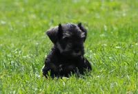 Lil Debbie, a female Miniature Schnauzer for sale in Sugarcreek, OH – 1 of 7