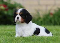 Sabrina, a female Cavalier King Charles Spaniel for sale in Sugarcreek, OH – 1 of 6