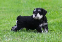 Elsa, a female Miniature Schnauzer for sale in Sugarcreek, OH – 4 of 8