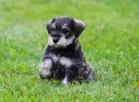 Katniss , a female Miniature Schnauzer for sale in Sugarcreek, OH – 4 of 8