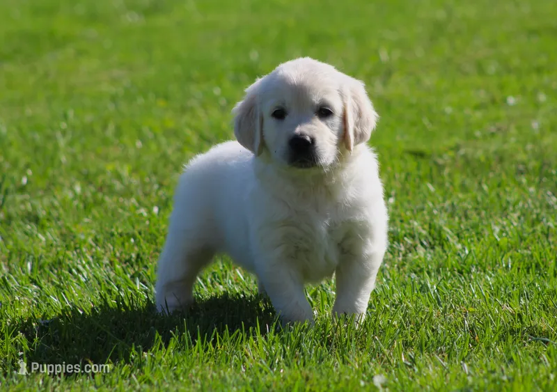 Leslie – English Cream Golden Retriever puppy for sale in Sugarcreek, OH