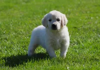 Leslie, a female English Cream Golden Retriever for sale in Sugarcreek, OH – 1 of 6