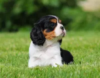 Roger, a male Cavalier King Charles Spaniel for sale in Sugarcreek, OH – 4 of 6
