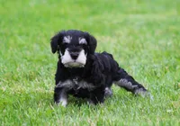 George , a male Miniature Schnauzer for sale in Sugarcreek, OH – 5 of 8