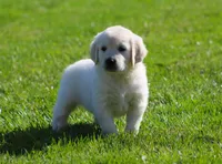 Leslie, a female English Cream Golden Retriever for sale in Sugarcreek, OH – 5 of 6