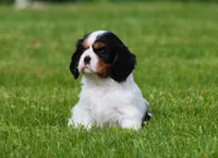 Sabrina, a female Cavalier King Charles Spaniel for sale in Sugarcreek, OH – 2 of 6