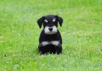 Charlie , a male Miniature Schnauzer for sale in Sugarcreek, OH – 3 of 6