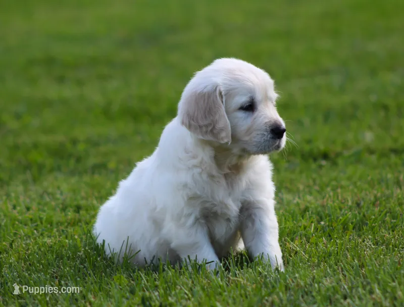 Lucy  – English Cream Golden Retriever puppy for sale in Sugarcreek, OH