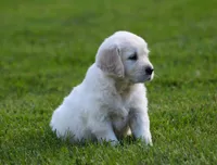 Lucy , a female English Cream Golden Retriever for sale in Sugarcreek, OH – 1 of 7