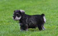 Stetson, a male Miniature Schnauzer for sale in Sugarcreek, OH – 5 of 8