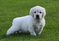 Lucy , a female English Cream Golden Retriever for sale in Sugarcreek, OH – 6 of 7